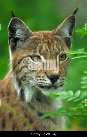 Le Lynx eurasien (Lynx lynx) portrait, dans le nord de la Norvège, Scandinavie, Europe Banque D'Images