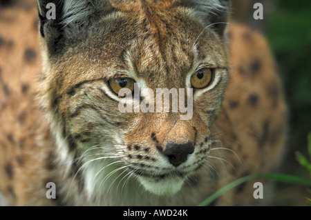 Le Lynx eurasien (Lynx lynx) portrait, dans le nord de la Norvège, Scandinavie, Europe Banque D'Images