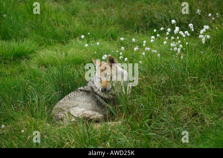 Le loup (Canis lupus) se reposant dans un pré, le nord de la Norvège, Scandinavie, Europe Banque D'Images