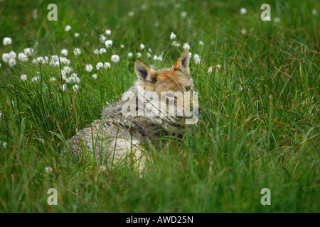Le loup (Canis lupus) se reposant dans un pré, le nord de la Norvège, Scandinavie, Europe Banque D'Images
