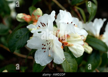 Dame NEIGE RHODODENDRON Banque D'Images