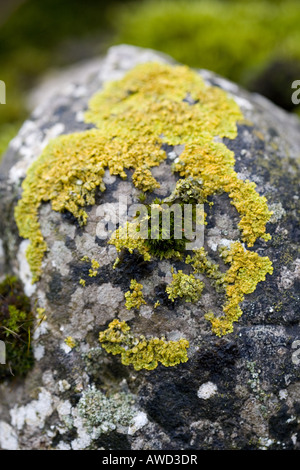 Close up de lichens sur un mur en pierre sèche. La région de Cumbria. UK Banque D'Images