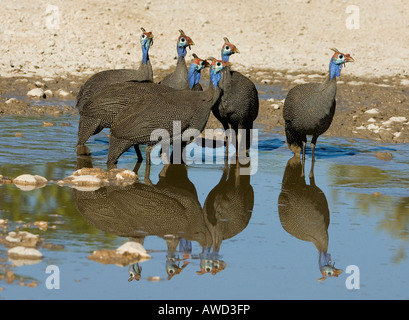Pintade de Numidie (Numida meleagris) à un point d'eau, reflets, Etosha National Park, Namibie, Afrique Banque D'Images