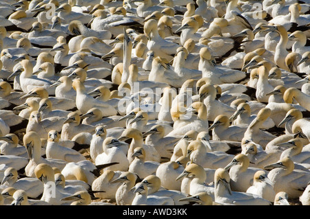 Fou de Bassan (Morus bassanus) colonie, Lambert's Bay, Afrique du Sud, l'Afrique Banque D'Images