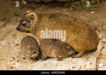 Hyrax Cape ou Rock Hyrax (Procavia capensis) avec les jeunes, Hermanus, Afrique du Sud, l'Afrique Banque D'Images