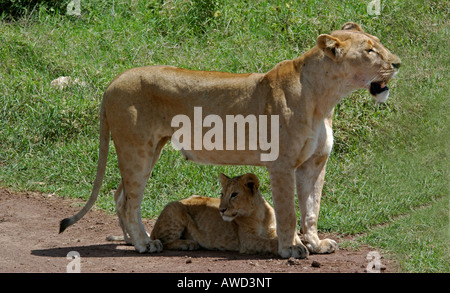 Lioness (Panthera leo) cub, In Serengeti National Park, Tanzania, Africa Banque D'Images