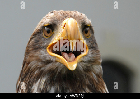 Jeune Pygargue à tête blanche (Haliaeetus leucocephalus), Neunkirchen la fauconnerie dans la Sarre, Allemagne, Europe Banque D'Images