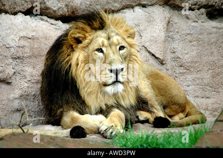 Lion (Panthera leo), le zoo de Nuremberg, Nuremberg, Bavière, Allemagne, Europe Banque D'Images