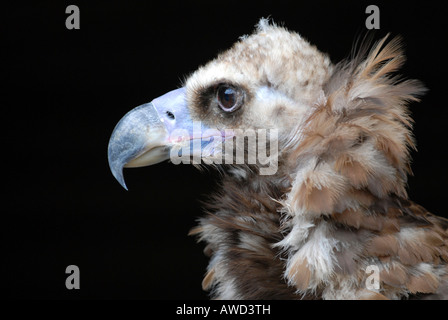 Urubu noir eurasien ou vautour moine ou Cinereous Vulture (Platycnemis monachus) à Hellenthal Zoo, Hellenthal, Amérique du Rhine-West Banque D'Images