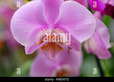 Phalaenopsis (orchidée), Schwaebisch-Gmuend, Bade-Wurtemberg, Allemagne, Europe Banque D'Images