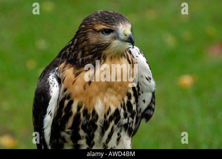 Buzzard (buteo Accipitridae), Zoo, Schleiden Nordrhein-westfalen, Allemagne, Europe Banque D'Images