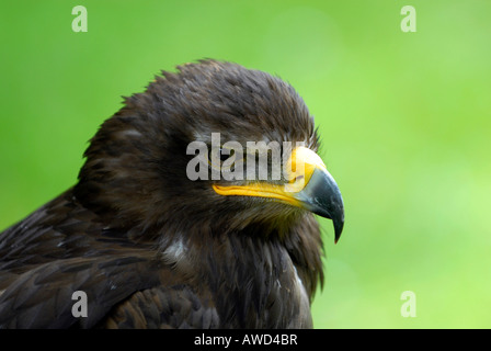 L'aigle des steppes (Aquila nipalensis), Neunkirchen la fauconnerie, Centre, France, Europe Banque D'Images