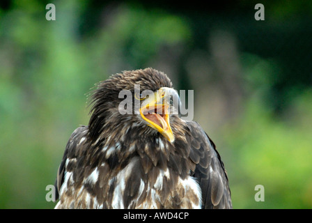 Jeune Pygargue à tête blanche (Haliaeetus leucocephalus), Neunkirchen la fauconnerie, Centre, France, Europe Banque D'Images