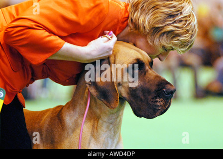 Un grand danois avec sa propriétaire dans le showring à Crufts 2008 Birmingham UK Banque D'Images