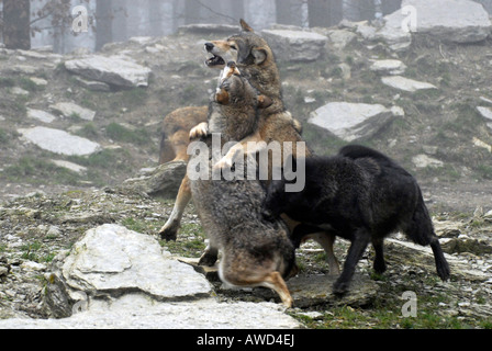 Vallée du Mackenzie- d'avoirs forestiers canadiens les loups (Canis lupus occidentalis) dans un zoo en Allemagne, Europe Banque D'Images