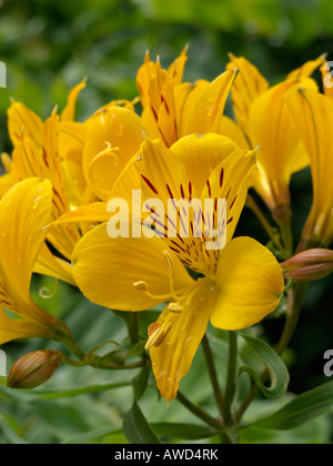 Lily péruvienne (l'Alstroemeria aurea) Banque D'Images