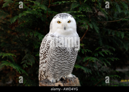 Snowy Owl- ou de l'Arctique (Bubo scandiacus) à un zoo en Bade-Wurtemberg, Allemagne, Europe Banque D'Images