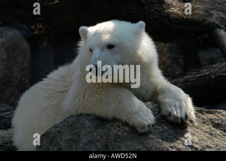 Le célèbre Knut l'ours polaire (Ursus maritimus) au zoo de Berlin, Berlin, Germany, Europe Banque D'Images