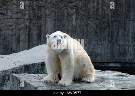 L'ours polaire (Ursus maritimus) dans un zoo en Allemagne, Europe Banque D'Images