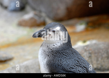 Manchot de Magellan (Spheniscus magellanicus) dans un zoo en Allemagne, Europe Banque D'Images