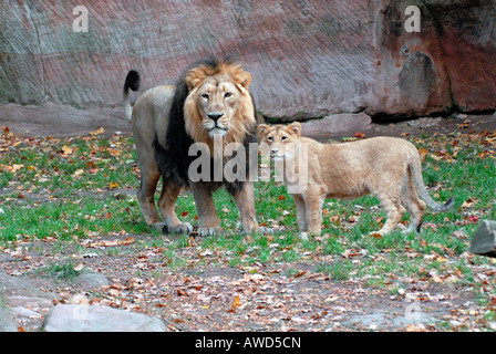 Les lions (Panthera leo) dans un zoo en Allemagne, Europe Banque D'Images