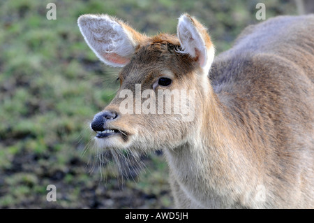 Cerf Barasingha (Rucervus duvaucelii Cervus duvaucelii), à un zoo en Bavière, Allemagne, Europe Banque D'Images