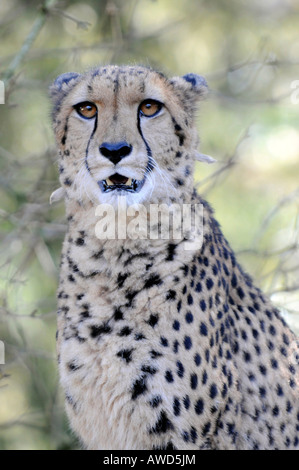 Le Guépard (Acinonyx jubatus) à un zoo en Bavière, Allemagne, Europe Banque D'Images