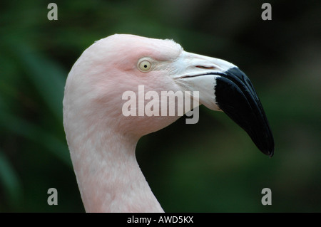 Flamant du Chili (Phoenicopterus chilensis) à un zoo en Allemagne, Europe Banque D'Images