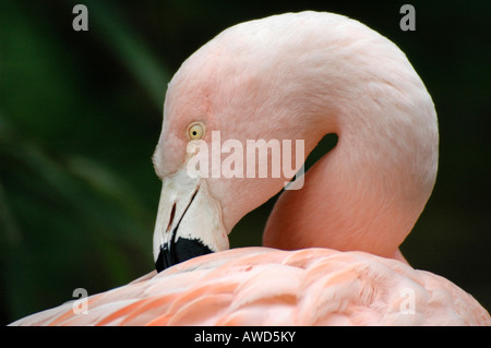 Flamant du Chili (Phoenicopterus chilensis) à un zoo en Allemagne, Europe Banque D'Images