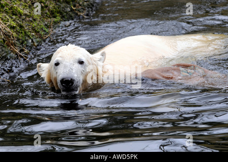 Knut, le célèbre Ours polaire (Ursus maritimus) au zoo de Berlin, Berlin, Germany, Europe Banque D'Images