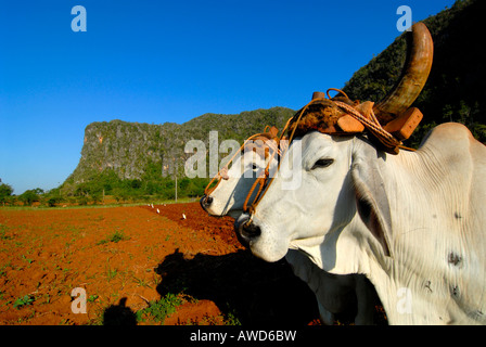 Les taureaux (Bovidés) utilisé pour labourer un champ à Pinar del Río, Cuba, Caraïbes, Amériques Banque D'Images