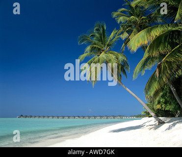 Bungalows sur l'eau, de palmiers, et de la plage, l'Île du Soleil, Ari Atoll, Maldives, océan Indien Banque D'Images