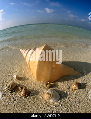 Coquillages sur la plage, l'objectif fisheye, Maldives, océan Indien Banque D'Images