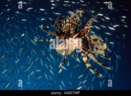 Poisson-papillon commun ou Devil Firefish (Pterois miles), photographie sous-marine, de l'Océan Indien Banque D'Images