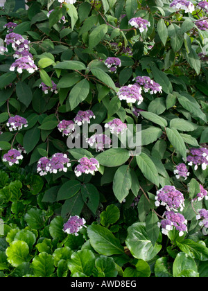 Sargent est l'Hydrangea aspera subsp. sargentiana (Hortensia) Banque D'Images