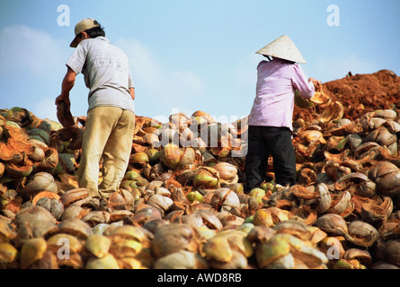 L'homme et la femme le tri d'écorces de noix de coco Banque D'Images