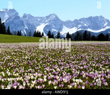 Crocus meadow près de Gerold au printemps, Karwendel, Haute-Bavière, Allemagne Banque D'Images
