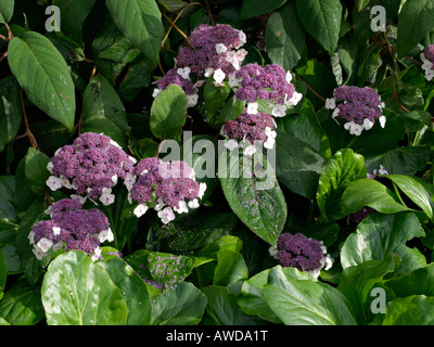 Sargent est l'Hydrangea aspera subsp. sargentiana (Hortensia) Banque D'Images