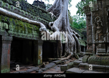 Giant racines d'un arbre tropical de plus en plus l'runins de Ta Prohm tempel, Angkor, Cambodge Banque D'Images