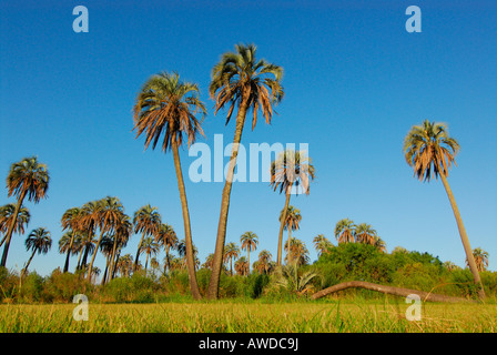 Parque Nacional El Palmar, près de Colón, province d'Entre Ríos, Argentine Banque D'Images