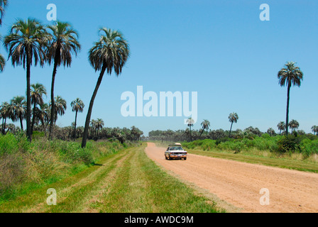 Parque Nacional El Palmar, près de Colón, province d'Entre Ríos, Argentine Banque D'Images