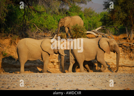 Bush de l'Afrique de l'éléphant (Loxodonta africana) marcher si le lit de la rivière Hoarusib, Kaokoveld, Namibie, Afrique du Sud Banque D'Images