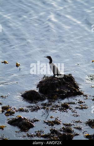 dh Cormorant CORMORANS Royaume-Uni oiseau perché sur le rocher Orkney phalacrocorax carbo pêche oiseaux marins britanniques ecosse Banque D'Images