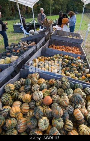 Le marché fermier de l'automne en vallée de l'Hudson, New York Banque D'Images