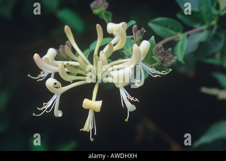 Chèvrefeuille (Lonicera periclymenum) Banque D'Images