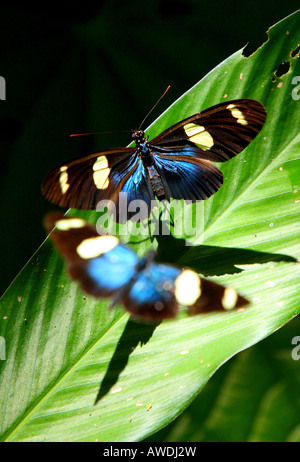 Deux papillons Heliconius voler dans la lumière du soleil dans la forêt tropicale de Pilon Lajas Réserver près de Parc national Madidi, Bolivie. Banque D'Images