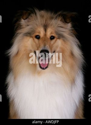 Rough Collie Portrait Banque D'Images