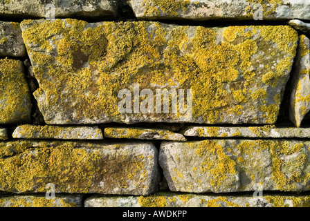 dh Lichen LICHEN UK Lichens sec mur de pierre de pierre de pierre de pierre xanthoria parietina alga jaune champignons gros plan texture rock Banque D'Images