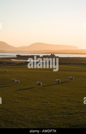 dh Loch de Harray HARRAY ORKNEY moutons à la tombée de la nuit en bronze dans la ferme et la campagne des collines de Hoy Banque D'Images