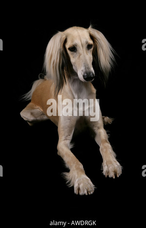 Chien Saluki fixant dans un studio Banque D'Images